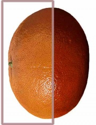 The front section of grapefruit